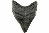 4.15" Fossil Megalodon Tooth - South Carolina - #170591-1